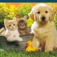 Pet related businesses benefit from City Chamber of Commerce membership